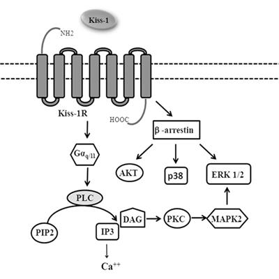 Controversial Role of Kisspeptins/KiSS-1R Signaling System in Tumor Development